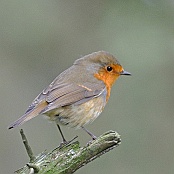 European Robin  "Erithacus rubecula"